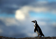 Penguins at Boulders Beach, South Africa - 07 Aug 2014