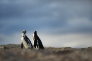 Penguins at Boulders Beach, South Africa - 07 Aug 2014
