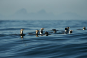 Penguins at Boulders Beach, South Africa - 07 Aug 2014