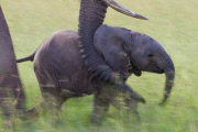 World Elephant Day by Paul Goldstein