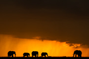 World Elephant Day by Paul Goldstein