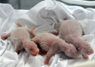 Panda Triplets Born