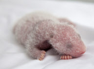 Panda Triplets Born