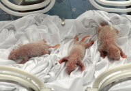 Panda Triplets Born