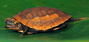 Nachzucht geglückt - Seltene Vietnamesische Dosenschildkröte im Zoo von Bristol geschlüpft