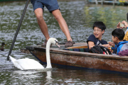 Swan nicknamed 'Asboy' attacks people using the River Cam, Cambridge, Britain - 12 Aug 2014