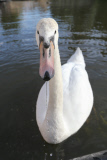 Swan nicknamed 'Asboy' attacks people using the River Cam, Cambridge, Britain - 12 Aug 2014