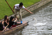 Swan nicknamed 'Asboy' attacks people using the River Cam, Cambridge, Britain - 12 Aug 2014