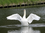 Swan nicknamed 'Asboy' attacks other animals, people and boats near River Cam, Cambridge, Britain - 14 Oct 2013