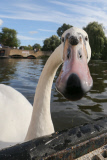 Swan nicknamed 'Asboy' attacks people using the River Cam, Cambridge, Britain - 12 Aug 2014