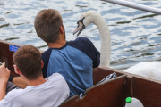 Swan nicknamed 'Asboy' attacks people using the River Cam, Cambridge, Britain - 12 Aug 2014