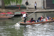 Swan nicknamed 'Asboy' attacks people using the River Cam, Cambridge, Britain - 12 Aug 2014