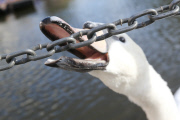 Swan nicknamed 'Asboy' attacks people using the River Cam, Cambridge, Britain - 12 Aug 2014