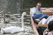 Swan nicknamed 'Asboy' attacks people using the River Cam, Cambridge, Britain - 12 Aug 2014