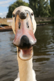 Swan nicknamed 'Asboy' attacks people using the River Cam, Cambridge, Britain - 12 Aug 2014