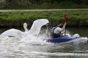 Vicious Swan who attacks rowers on the River Cam in Cambridge, Britain - 07 Apr 2009