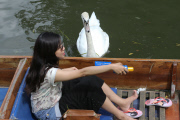 Swan nicknamed 'Asboy' attacks people using the River Cam, Cambridge, Britain - 12 Aug 2014
