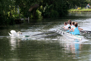 Swan nicknamed 'Asboy' attacks people using the River Cam, Cambridge, Britain - 12 Aug 2014