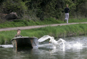 Swan nicknamed 'Asboy' attacks other animals, people and boats near River Cam, Cambridge, Britain - 14 Oct 2013