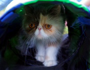 So traurig ... Pixie aus Bristol