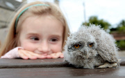 Fluffig und mit durchdringenden Blick -  Nachwuchs bei den Nordbüscheleulen im Scottish Owl Centre in West Lothian