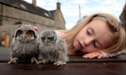 Fluffig und mit durchdringenden Blick -  Nachwuchs bei den Nordbüscheleulen im Scottish Owl Centre in West Lothian