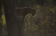 Photographer captures stunning photos of leopards, elephants and pangolin in Zambia, Zambia, May - August 2014