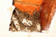 Bee home invasion