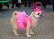 Old Spitalfields Market Paw Pageant, London, Britain - 25 Aug 2014