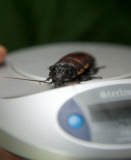 ENTS:  ZSL Whipsnade Zoo Annual weigh-in