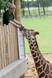 ENTS:  ZSL Whipsnade Zoo Annual weigh-in