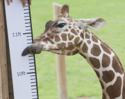 ENTS:  ZSL Whipsnade Zoo Annual weigh-in