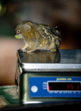 ENTS:  ZSL Whipsnade Zoo Annual weigh-in