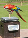 Whipsnade Zoo Weigh-In Day
