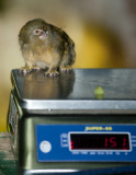 Whipsnade Zoo Weigh-In Day