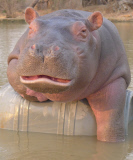 Douglas the orphaned hippo successfully released back into wild, South Luangwa, Zambia - Aug 2014