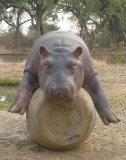Douglas the orphaned hippo successfully released back into wild, South Luangwa, Zambia - Aug 2014