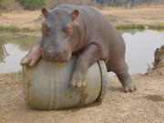 Douglas the orphaned hippo successfully released back into wild, South Luangwa, Zambia - Aug 2014