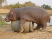 Douglas the orphaned hippo successfully released back into wild, South Luangwa, Zambia - Aug 2014