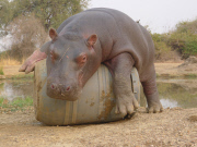 Douglas the orphaned hippo successfully released back into wild, South Luangwa, Zambia - Aug 2014