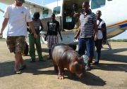 Douglas the orphaned hippo successfully released back into wild, South Luangwa, Zambia - Aug 2014