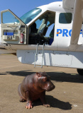 Douglas the orphaned hippo successfully released back into wild, South Luangwa, Zambia - Aug 2014