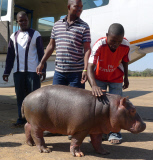 Douglas the orphaned hippo successfully released back into wild, South Luangwa, Zambia - Aug 2014