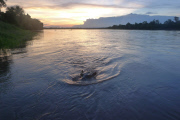 Douglas the orphaned hippo successfully released back into wild, South Luangwa, Zambia - Aug 2014