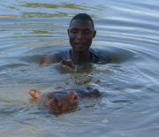 Douglas the orphaned hippo successfully released back into wild, South Luangwa, Zambia - Aug 2014