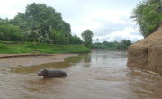 Douglas the orphaned hippo successfully released back into wild, South Luangwa, Zambia - Aug 2014