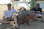 Douglas the orphaned hippo successfully released back into wild, South Luangwa, Zambia - Aug 2014