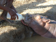 Douglas the orphaned hippo successfully released back into wild, South Luangwa, Zambia - Aug 2014
