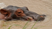 Douglas the orphaned hippo successfully released back into wild, South Luangwa, Zambia - Aug 2014