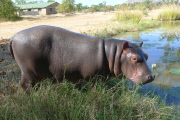 Douglas the orphaned hippo successfully released back into wild, South Luangwa, Zambia - Aug 2014
